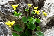 33 Viola gialla (Viola biflora) nella fenditura della roccia